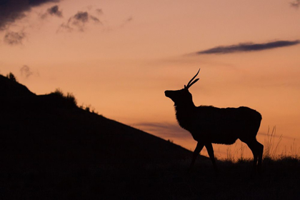 Picture of YOUNG BULL ELK-SUNSET SILHOUETTE