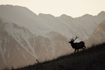 Picture of BULL ELK-SUNSET SILHOUETTE