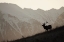 Picture of BULL ELK-SUNSET SILHOUETTE