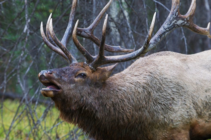 Picture of BULL ELK FLEMING