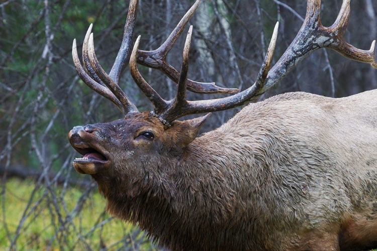 Picture of BULL ELK FLEMING