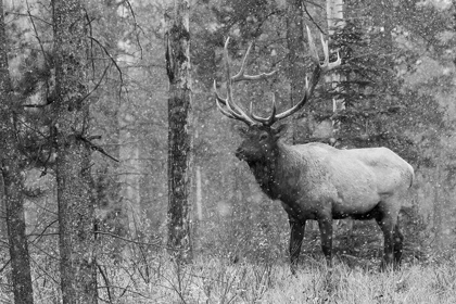 Picture of BULL ELK-AUTUMN SNOW