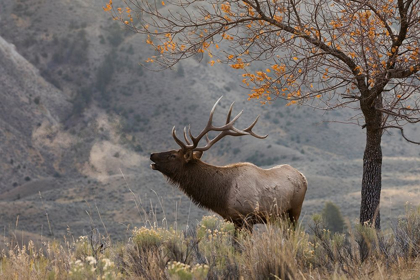 Picture of BULL ELK BUGLING-MORNING SONG