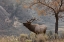 Picture of BULL ELK BUGLING-MORNING SONG