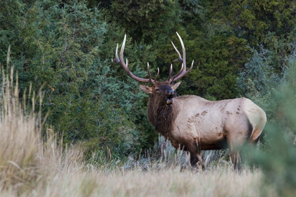 Picture of BULL ELK BUGLING