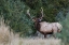 Picture of BULL ELK BUGLING
