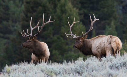 Picture of MATURE ELK BULLS SIZING ONE ANOTHER UP