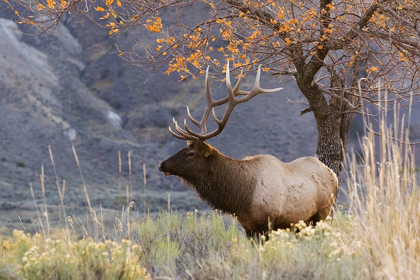 Picture of ROCKY MOUNTAIN BULL ELK-AUTUMN MORNING