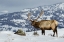 Picture of BULL ELK-WINTER IN THE ROCKIES