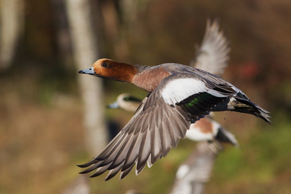Picture of EURASIAN WIGEON TAKING FLIGHT