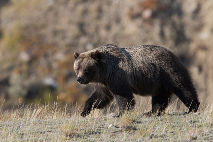 Picture of GRIZZLY BEAR