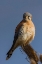 Picture of AMERICAN KESTREL (MALE)