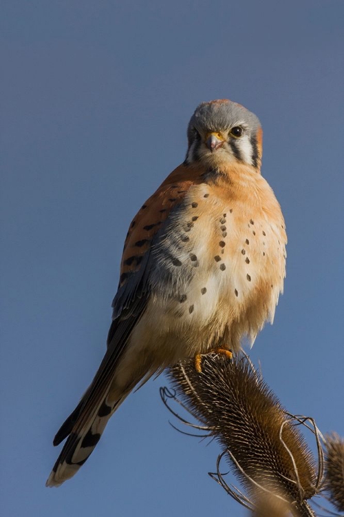 Picture of AMERICAN KESTREL (MALE)