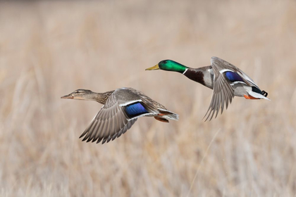 Picture of MALLARD DUCK PAIR FLYING