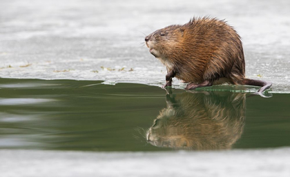 Picture of MUSKRAT-WINTER FORAGING FROM AN OPENING IN THE ICE