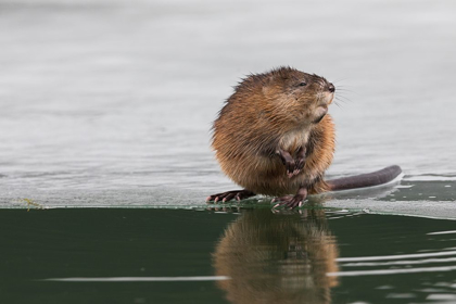 Picture of MUSKRAT-WINTER FORAGING