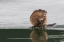 Picture of MUSKRAT-WINTER FORAGING