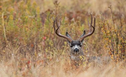 Picture of MULE DEER BUCK-AUTUMN SPRINKLE