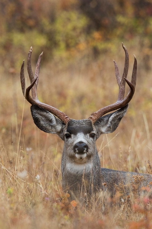 Picture of MULE DEER BUCK