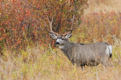 Picture of MULE DEER BUCK