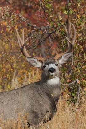 Picture of ALERT MULE DEER BUCK