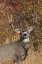 Picture of ALERT MULE DEER BUCK