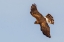 Picture of NORTHERN HARRIER-HUNTING
