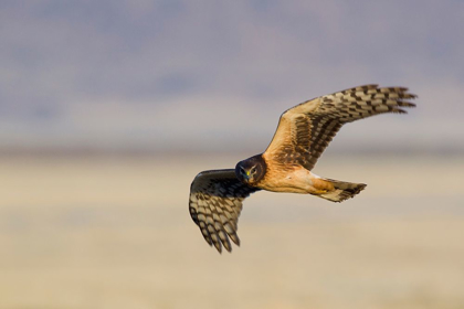 Picture of NORTHERN HARRIER HAWK (IMMATURE)