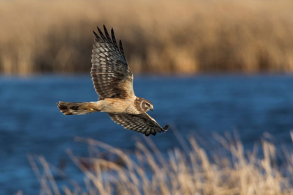 Picture of NORTHERN HARRIER HUNTING