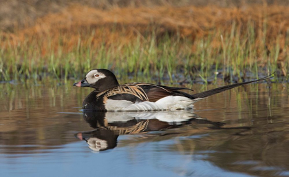 Picture of LONG-TAILED DUCK-DRAKE IN ARCTIC TUNDRA POND