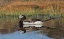 Picture of LONG-TAILED DUCK-DRAKE IN ARCTIC TUNDRA POND