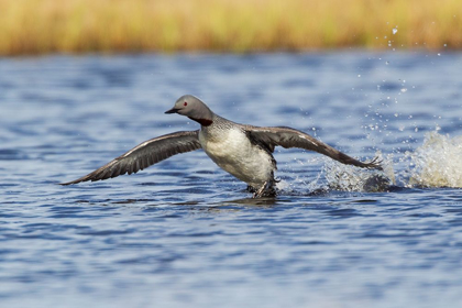 Picture of RED-THROATED LOON-COURTSHIP DISPLAY