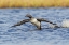 Picture of RED-THROATED LOON-COURTSHIP DISPLAY