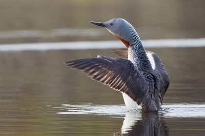 Picture of RED-THROATED LOON DRYING WINGS