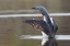 Picture of RED-THROATED LOON DRYING WINGS