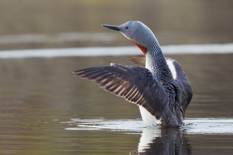 Picture of RED-THROATED LOON DRYING WINGS