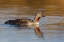 Picture of RED-THROATED LOON CALLING