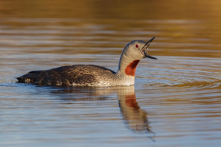 Picture of RED-THROATED LOON CALLING