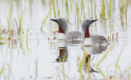 Picture of RED-THROATED LOON PAIR