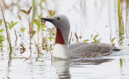 Picture of RED-THROATED LOON