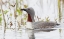 Picture of RED-THROATED LOON
