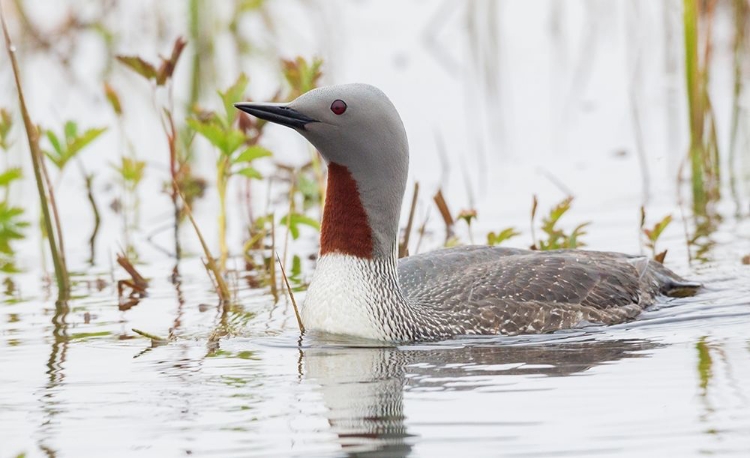 Picture of RED-THROATED LOON