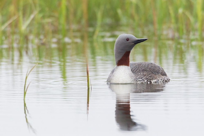 Picture of RED-THROATED LOON