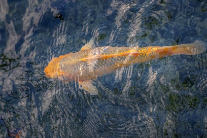 Picture of KOI FISH IN POND