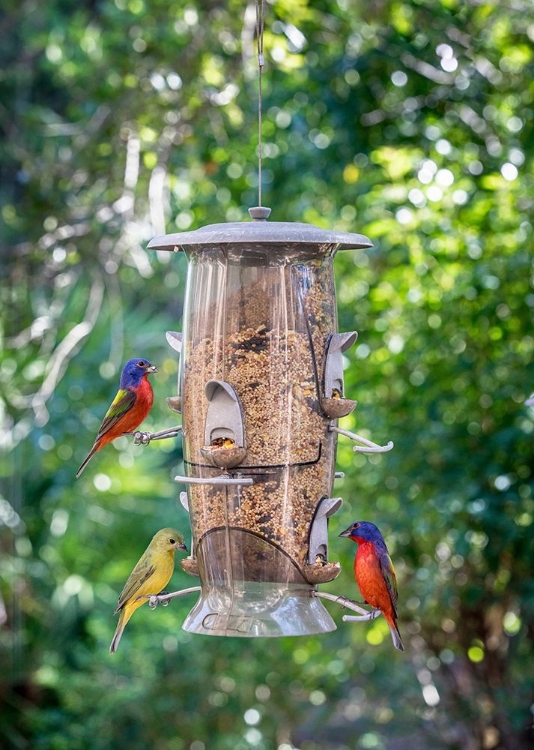 Picture of BEAUTIFUL PAINTED BUNTINGS-MALE AND FEMALE ON BACKYARD FEEDER SEEN FROM WINDOW