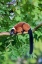 Picture of RED-RUFFED LEMUR SEEKS REFUGE IN A TREE