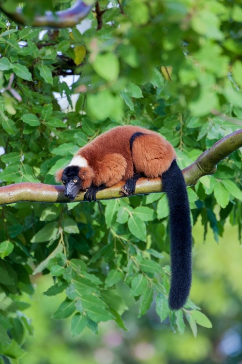 Picture of RED-RUFFED LEMUR SEEKS REFUGE IN A TREE