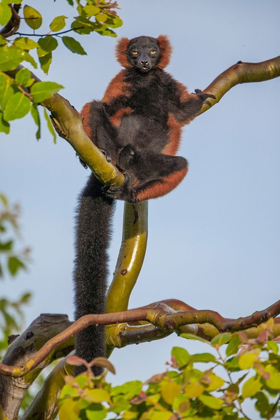 Picture of RED-RUFFED LEMURS RELAX IN A TREE