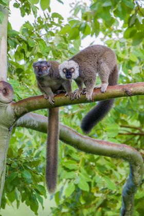 Picture of ARBOREAL WHITE-FRONTED BROWN LEMURS TAKE REFUGE IN A TREE