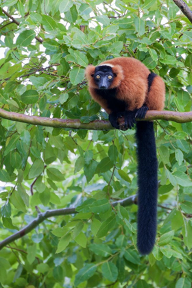 Picture of RED-RUFFED LEMUR SEEKS REFUGE IN A TREE
